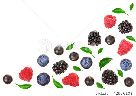 blackberry blueberry raspberry black currant with leaves isolated on white background with copy blackberry blueberry raspberry black currant with leaves isolated on white background with copy 42956102