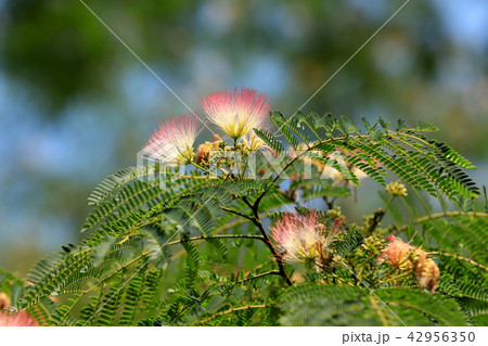 合歓の花 42956350