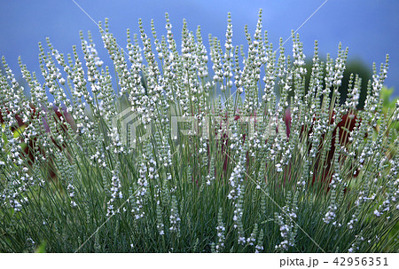 白いラベンダー 42956351