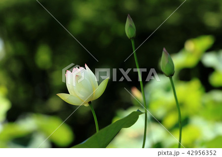 ハスの花 42956352