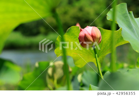 ハスの花 42956355