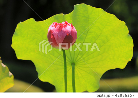 ハスの花 42956357