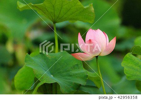 ハスの花 42956358