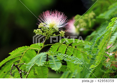 合歓の花 42956359