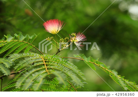 合歓の花 42956360