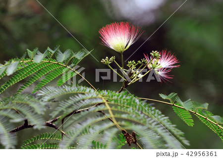 合歓の花 合歓の花 42956361