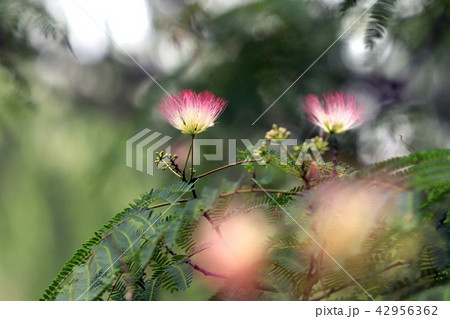 合歓の花 42956362