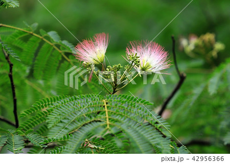 合歓の花 42956366
