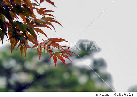 秋 季節 紅葉 42956518