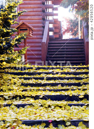 秋 季節 紅葉 42956520
