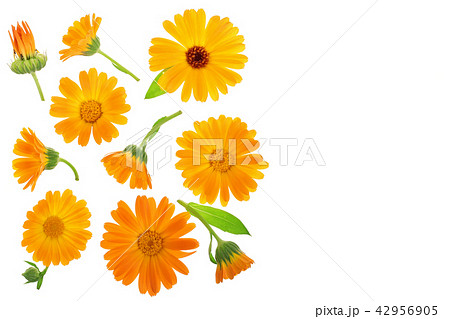 Calendula. Marigold flower isolated on white background with copy space for your text. Top view 42956905