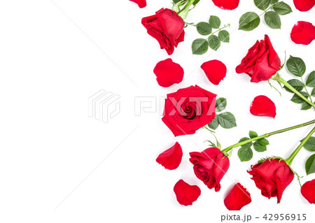 beautiful red rose with leaves and petals isolated on white background with copy space for your text 42956915