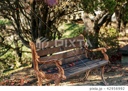 秋 季節 紅葉 42956992