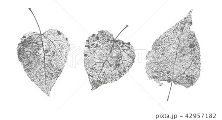 Set of black gray skeletons leaves on white background. Fallen foliage for autumn designs. Natural 42957182