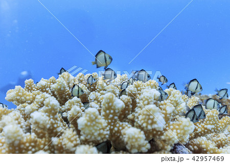 石垣島 ダイビング フタスジリュウキュウスズメダイ 石垣島 ダイビング フタスジリュウキュウスズメダイ 42957469
