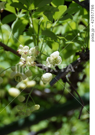 白花木通 シロバナアケビ 花言葉は 才能 の写真素材