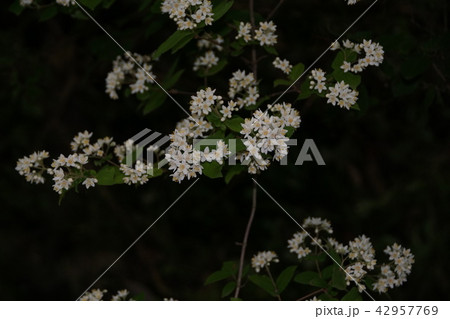 空木 ウツギ 花言葉は 古風 の写真素材