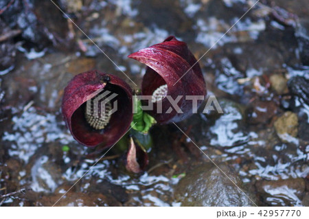 座禅草 花言葉は「沈黙の愛」 座禅草 花言葉は「沈黙の愛」 42957770