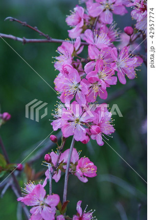 庭梅　花言葉は 「願望」 42957774