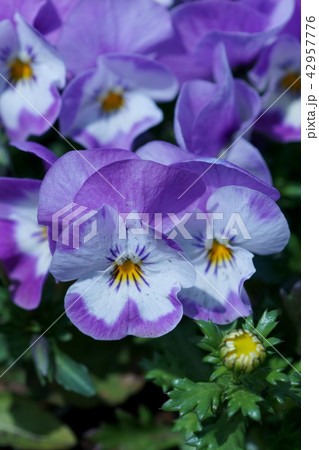 パンジー ビオラ 花言葉は「信頼」 パンジー ビオラ 花言葉は「信頼」 42957776