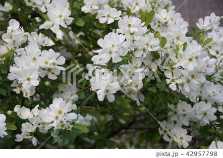 利久梅　リキュウバイ　花言葉は「控えめな美しさ」 42957798