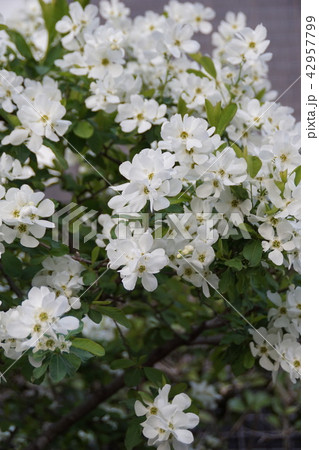 利久梅　リキュウバイ　花言葉は「控えめな美しさ」 42957799