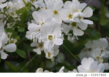 利久梅　リキュウバイ　花言葉は「控えめな美しさ」 42957800