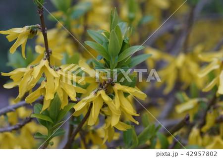 連翹 レンギョウ 花言葉は「かなえられた希望」 連翹 レンギョウ 花言葉は「かなえられた希望」 42957802
