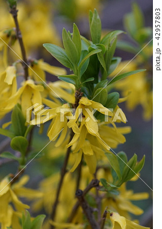 連翹 レンギョウ 花言葉は「かなえられた希望」 連翹 レンギョウ 花言葉は「かなえられた希望」 42957803