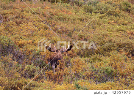 Alaska-Yukon Bull Moose in velvet 42957979