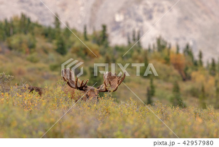 Alaska-Yukon Bull Moose in velvet Alaska-Yukon Bull Moose in velvet 42957980