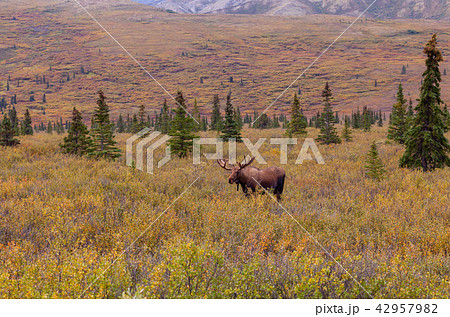 Alaska-Yukon Bull Moose in velvet 42957982