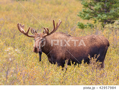 Alaska-Yukon Bull Moose in velvet 42957984