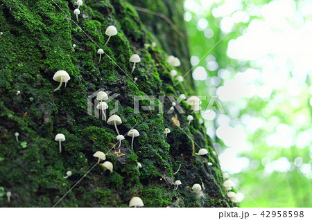 木の幹の苔と白いキノコ 42958598