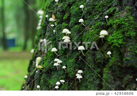 木の幹の苔と白いキノコ 42958606