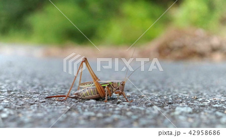 ヒガシキリギリス(メス) 42958686