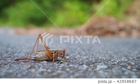 ヒガシキリギリス(メス) ヒガシキリギリス(メス) 42958687
