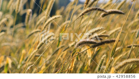 Golden grass heads in a meadow 42958856