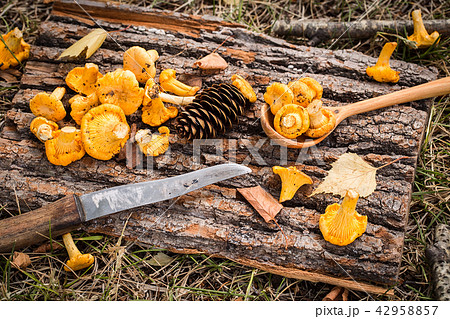 Yellow chanterelle mushrooms on rustic wooden background. Yellow chanterelle mushrooms on rustic wooden background. 42958857