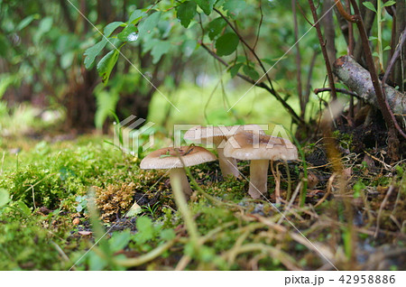 キチャハツ 42958886