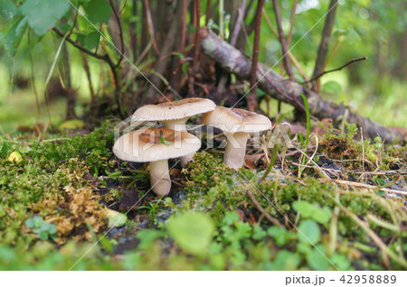 キチャハツ 42958889