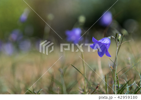 Single beautiful Bluebell flower Single beautiful Bluebell flower 42959180