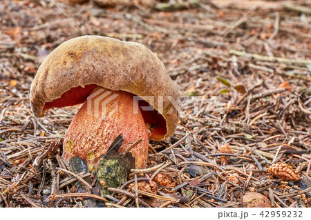 Neoboletus luridiformis in the natural environment 42959232