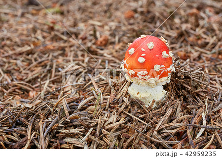 Amanita muscaria in the natural environment. Amanita muscaria in the natural environment. 42959235