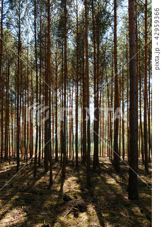 inside pine tree forest - coniferous trees inside pine tree forest - coniferous trees 42959366