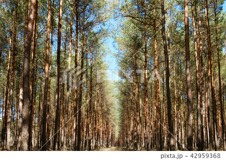 inside  pine tree forest - coniferous trees 42959368