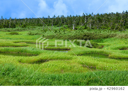 八幡平湿原の池塘とミヤマホタルイ　岩手県八幡平市 42960162