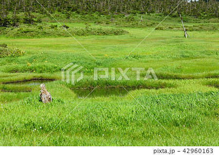 八幡平湿原の池塘とミヤマホタルイ　岩手県八幡平市 42960163