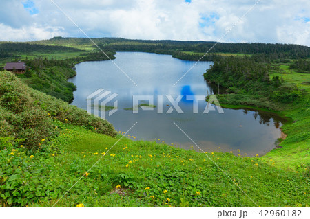 八幡沼とニッコウキスゲなど　岩手県八幡平市 42960182