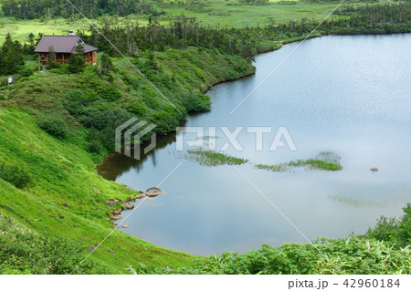 八幡沼とミヤマホタルイ　岩手県八幡平市 42960184